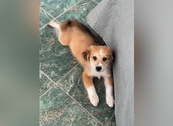 EMMA - sucht ihr Für-immer-Zuhause