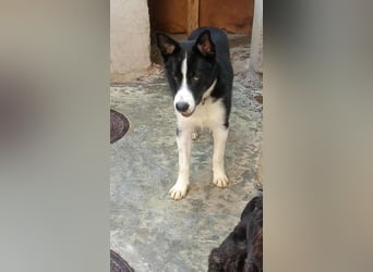 LOKI - ist bereit für Abenteuer