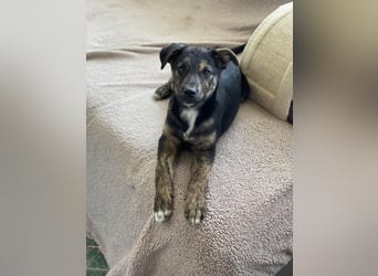 ASTRID - Frohnatur sucht ihre Menschen