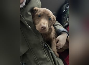 RED - toller Familienhund