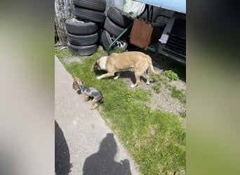 PONGO - ist bereit für Abenteuer