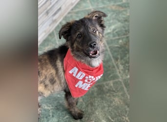 URSA - liebevolles Zuhause gesucht