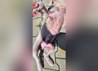 ALFIE - Zuckerbub sucht seine Menschen