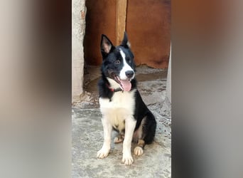 LOKI - ist bereit für Abenteuer