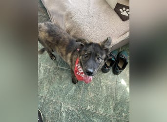 URSA - liebevolles Zuhause gesucht