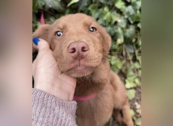 RED - toller Familienhund