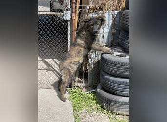 URSA - liebevolles Zuhause gesucht