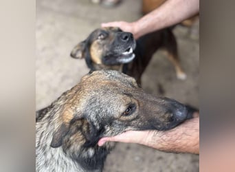 WOLFIE - Traumzuhause gesucht