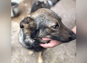 WOLFIE - Traumzuhause gesucht