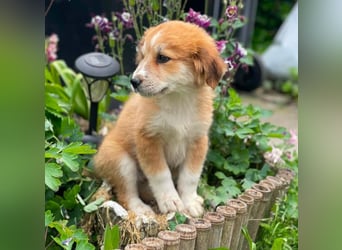 EMMA - sucht ihr Für-immer-Zuhause