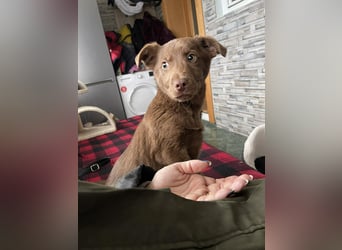 RED - toller Familienhund