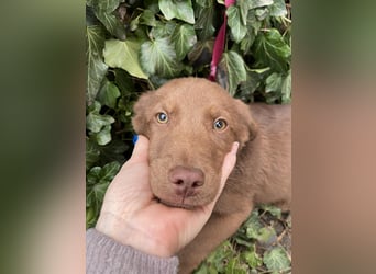 RED - toller Familienhund