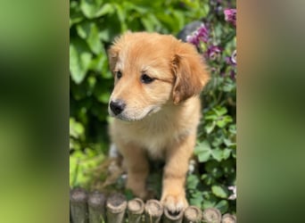 LOTTE - liebevolles Hundemädchen