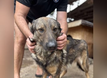 WOLFIE - Traumzuhause gesucht