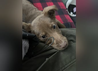 RED - toller Familienhund