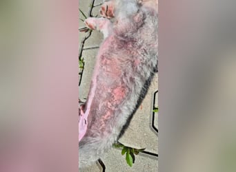 ALFIE - Zuckerbub sucht seine Menschen