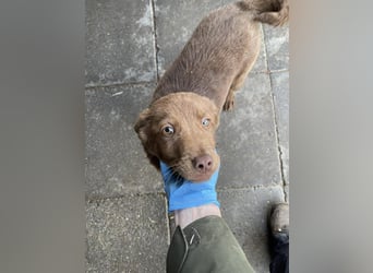 RED - toller Familienhund