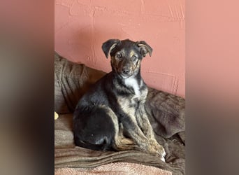 ASTRID - Frohnatur sucht ihre Menschen