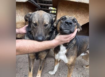 WOLFIE - Traumzuhause gesucht