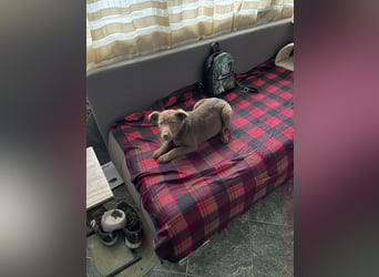 RED - toller Familienhund