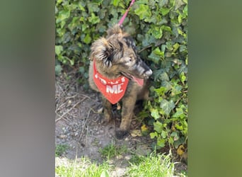 URSA - liebevolles Zuhause gesucht