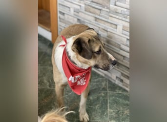 PONGO - ist bereit für Abenteuer