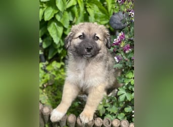LUNA - sucht ihre Menschen