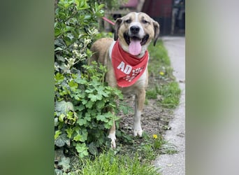 PONGO - ist bereit für Abenteuer