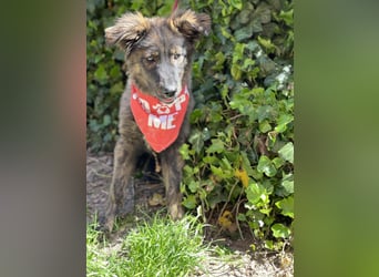 URSA - liebevolles Zuhause gesucht