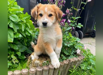 EMMA - sucht ihr Für-immer-Zuhause