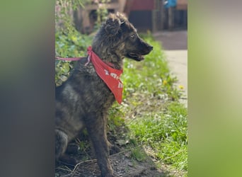 URSA - liebevolles Zuhause gesucht