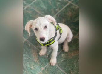 ALFIE - Zuckerbub sucht seine Menschen
