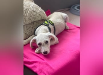 ALFIE - Zuckerbub sucht seine Menschen
