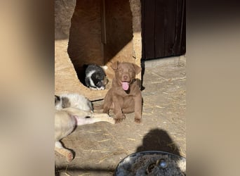 RED - toller Familienhund