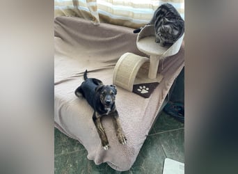 ASTRID - Frohnatur sucht ihre Menschen