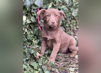 RED - toller Familienhund
