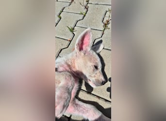 ALFIE - Zuckerbub sucht seine Menschen