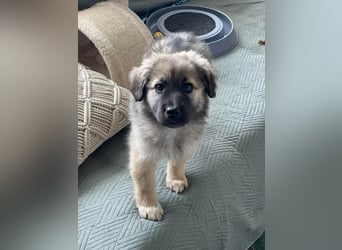 LUNA - sucht ihre Menschen