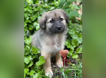 LUNA - sucht ihre Menschen