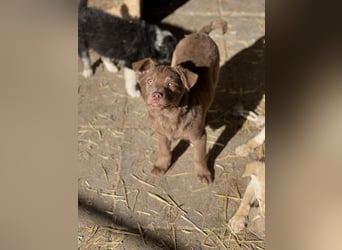 RED - toller Familienhund