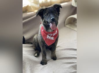 URSA - liebevolles Zuhause gesucht