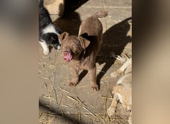 RED - toller Familienhund