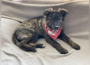 URSA - liebevolles Zuhause gesucht