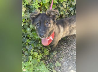 URSA - liebevolles Zuhause gesucht