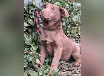 RED - toller Familienhund