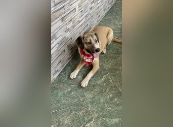 PONGO - ist bereit für Abenteuer