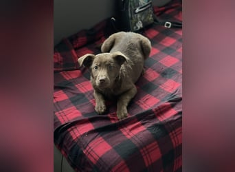 RED - toller Familienhund