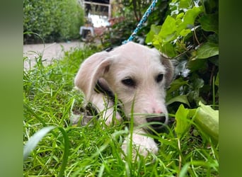 ALFIE - Zuckerbub sucht seine Menschen