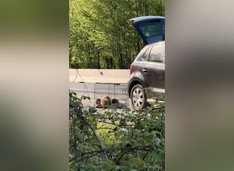LUNA - sucht ihre Menschen