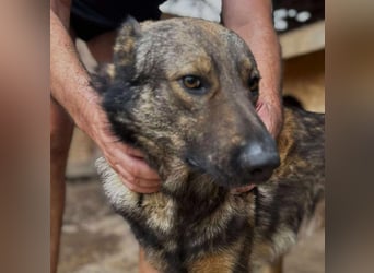 WOLFIE - Traumzuhause gesucht